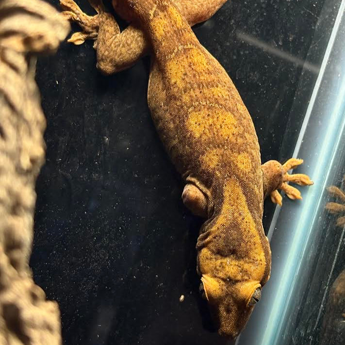Correlophus sarasinorum (Roux's Giant Gecko)