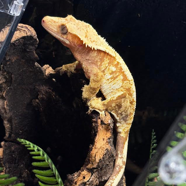 Correlophus ciliatus (Crested Gecko) Red Harlequin FEMALE