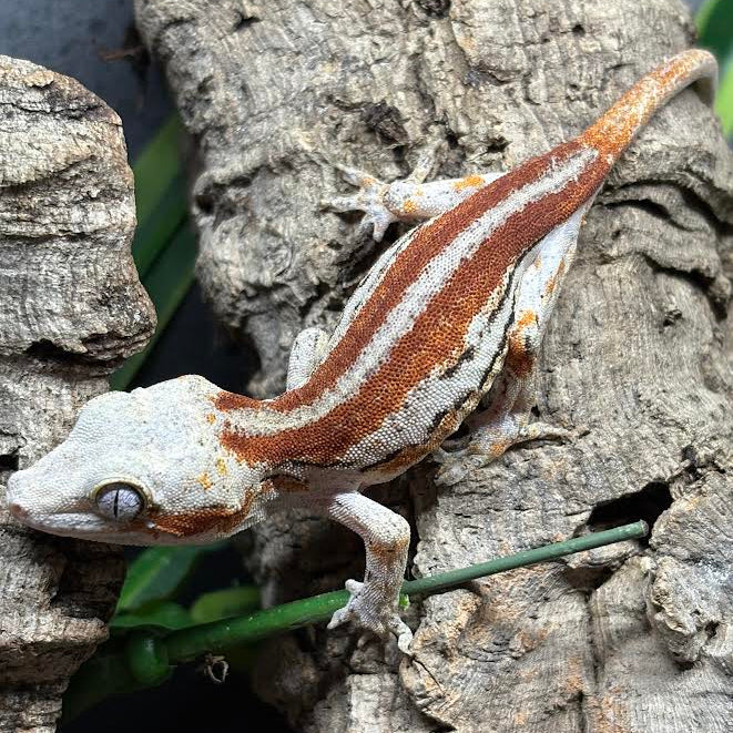 Rhacodactylus auriculatus (Gargoyle Gecko) Red Stripe