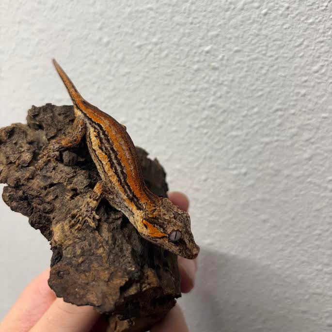 Rhacodactylus auriculatus (Gargoyle Gecko) Red Stripe
