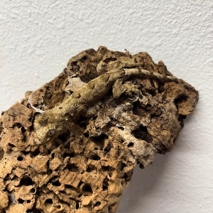 Mniarogekko chahoua (New Caledonian Mossy Gecko) Pine Island