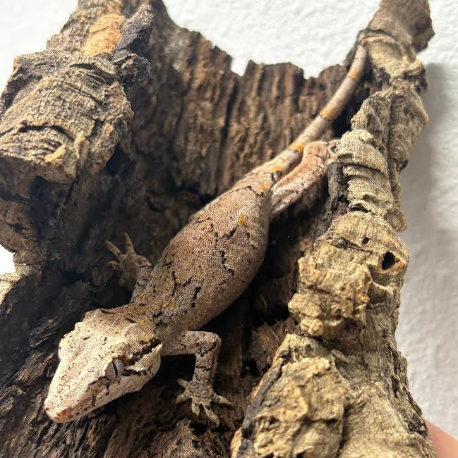 Rhacodactylus auriculatus (Gargoyle Gecko) Normal Reticulated
