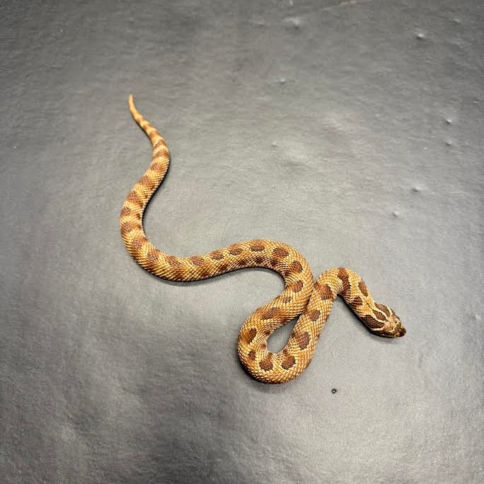 Heterodon nasicus (Hognose Snake) Extreme Red Anaconda Het. Albino