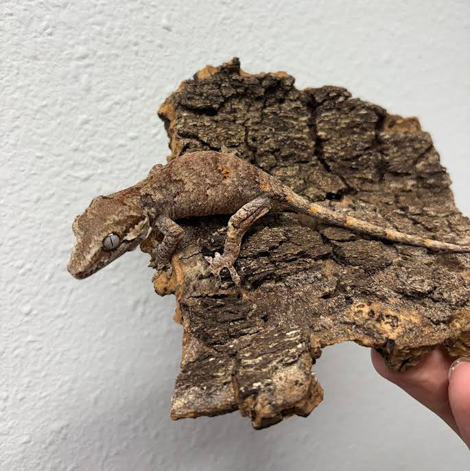 Rhacodactylus auriculatus (Gargoyle Gecko) Normal Reticulated