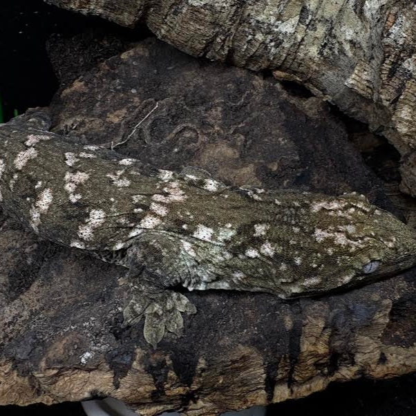 Rhacodactylus leachianus (New Caledonian Giant Gecko) High Color Cross (SF)