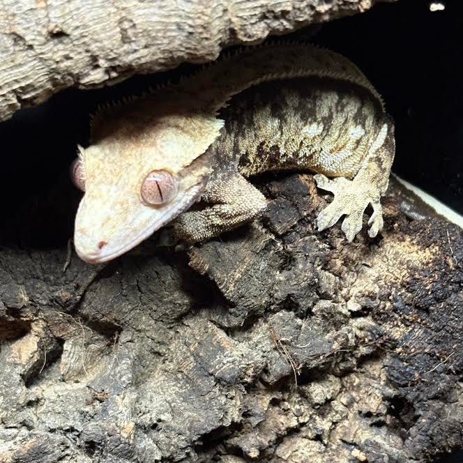 Correlophus ciliatus (Crested Gecko) Female