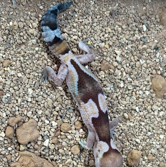 Hemitheconyx caudicinctus (Fat-tailed Gecko) STINGER
