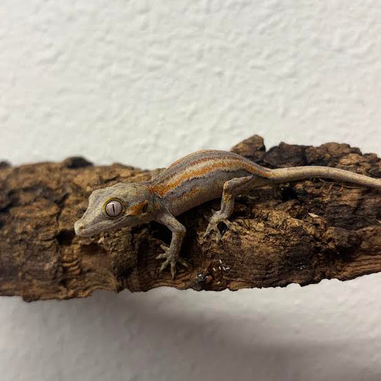 Rhacodactylus auriculatus (Gargoyle Gecko) Normal Stripe Orange