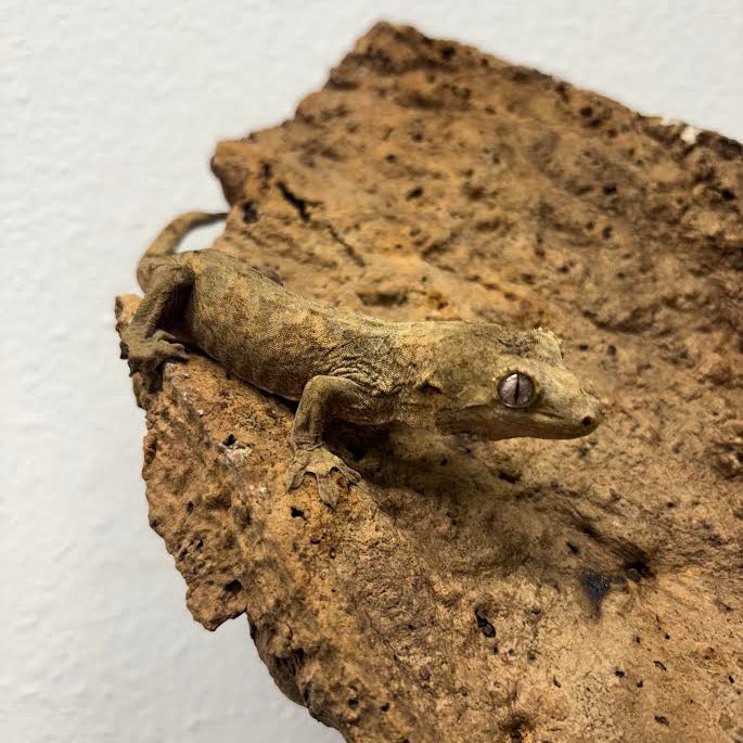 Mniarogekko chahoua (New Caledonian Mossy Gecko) Mainland