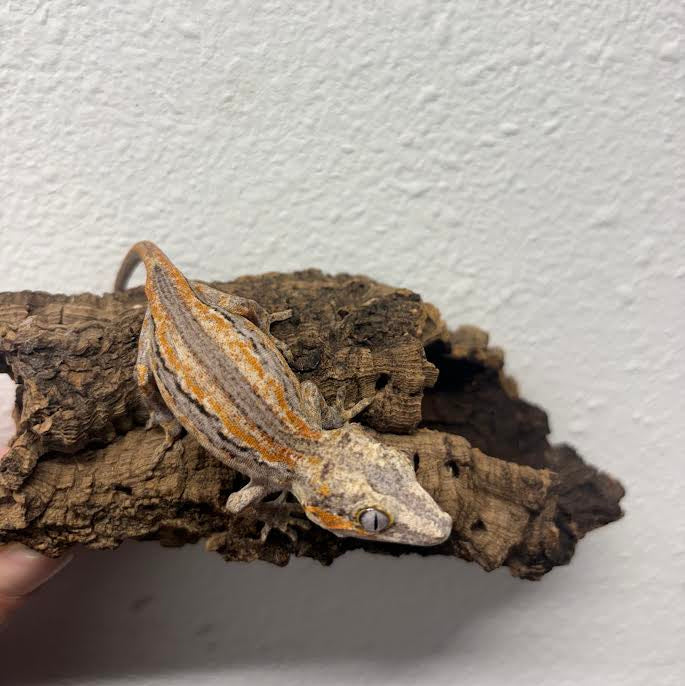 Rhacodactylus auriculatus (Gargoyle Gecko) Normal Stripe Orange