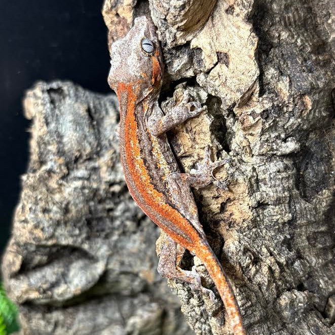 Rhacodactylus auriculatus (Gargoyle Gecko) Red Stripe