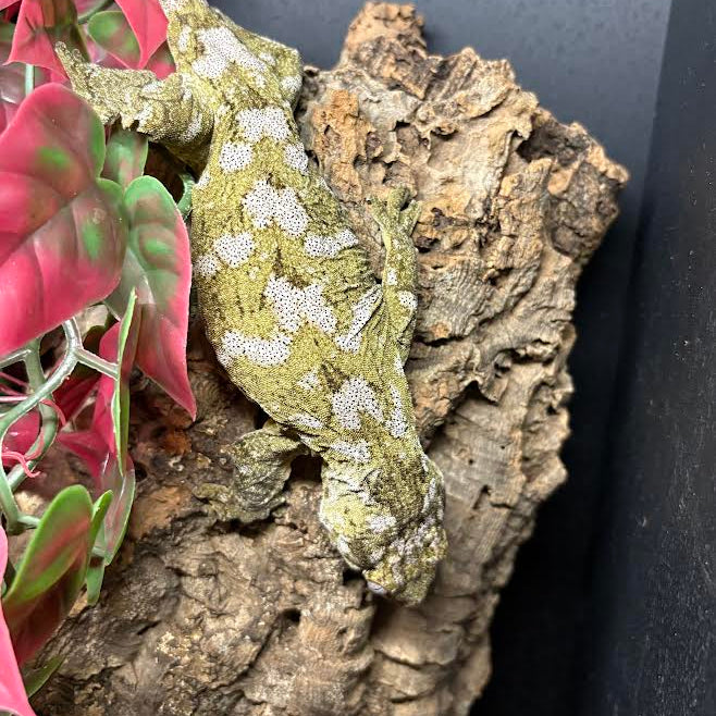 Rhacodactylus leachianus (New Caledonian Giant Gecko) NUU ANA FEMALE