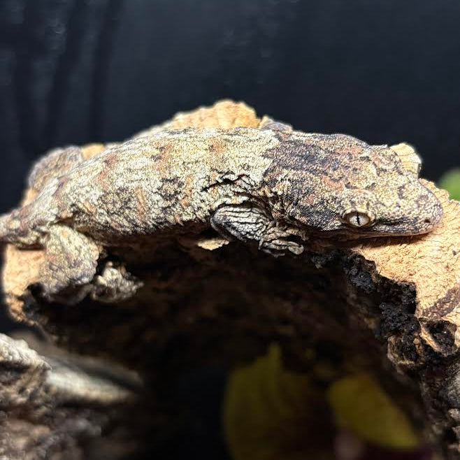 Rhacodactylus leachianus (New Caledonian Giant Gecko) GTX