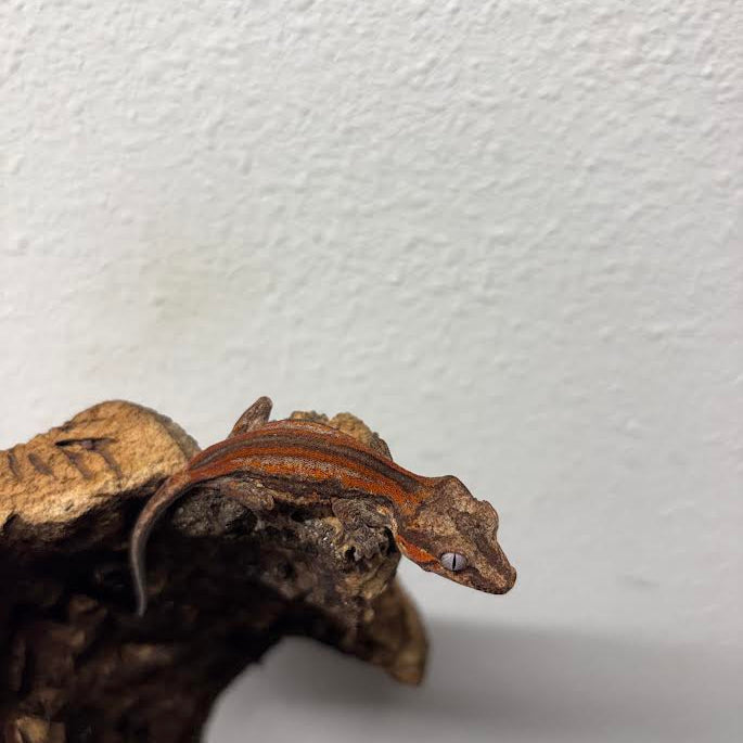 Rhacodactylus auriculatus (Gargoyle Gecko) Red Stripe