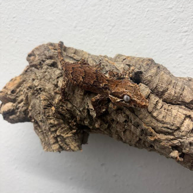 [Vancouver Pick-up] Rhacodactylus auriculatus (Gargoyle Gecko) Normal Reticulated