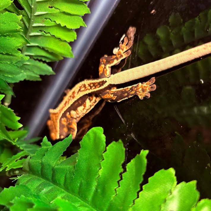 Correlophus ciliatus (Crested Gecko) Full Pinstripe