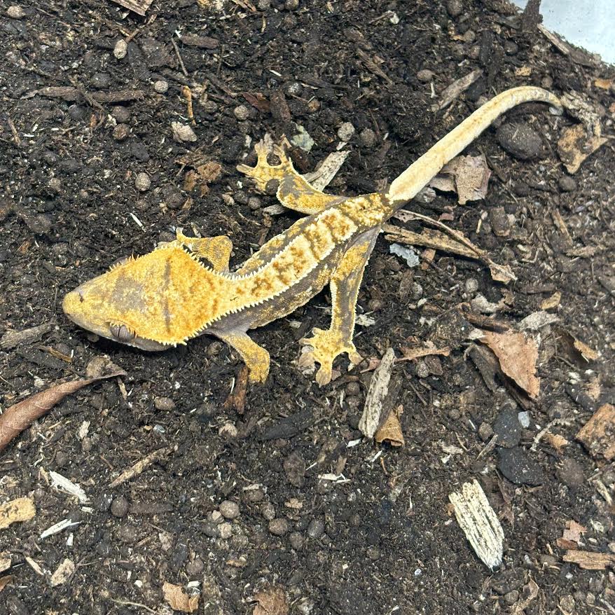 Correlophus ciliatus (Crested Gecko) Normal Juvenile (Assorted)