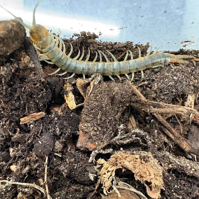 Scolopendra viridis (Arizona Green Centipede)