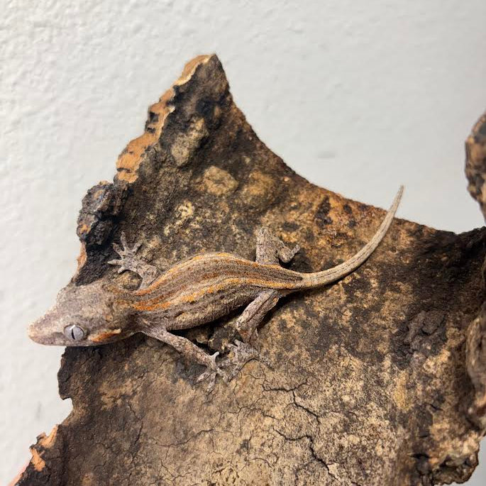 Rhacodactylus auriculatus (Gargoyle Gecko) Normal Stripe
