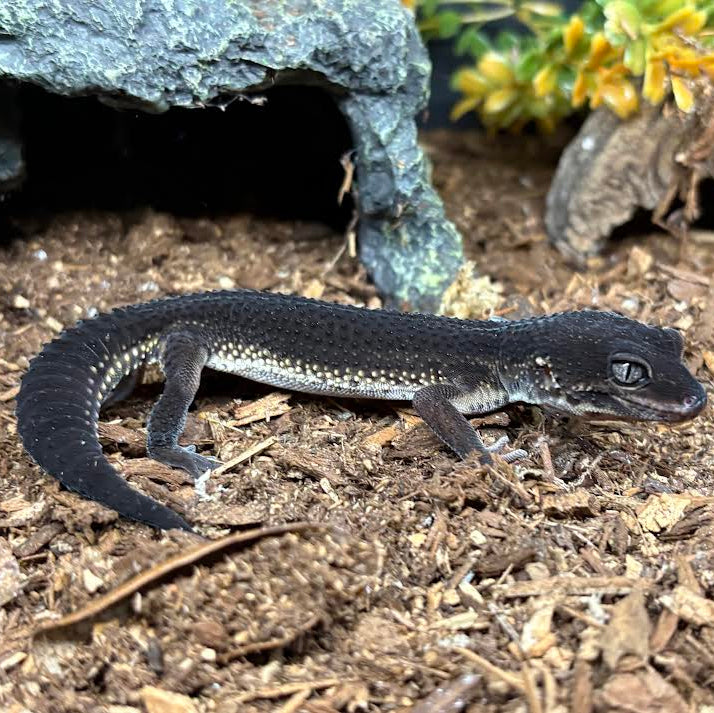 Eublepharis macularius (Leopard Gecko) Black Night Male - Suspect Male