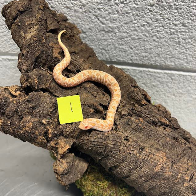 Heterodon nasicus (Western Hognose Snake) Albino Conda Juvenile