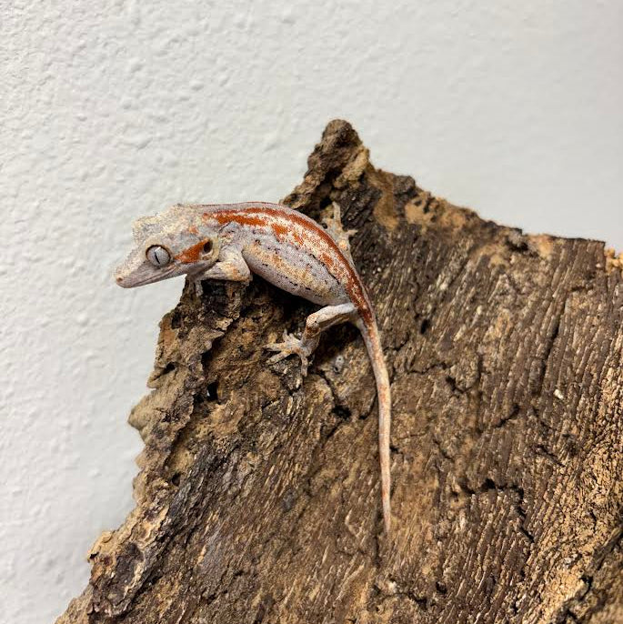 Rhacodactylus auriculatus (Gargoyle Gecko) Red Stripe