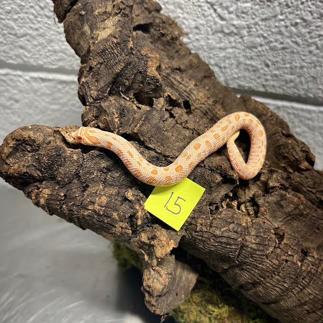Heterodon nasicus (Western Hognose Snake) Albino Conda Juvenile
