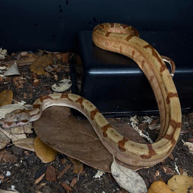 Boa imperator (South American Red Tail Boa) Super Hypo