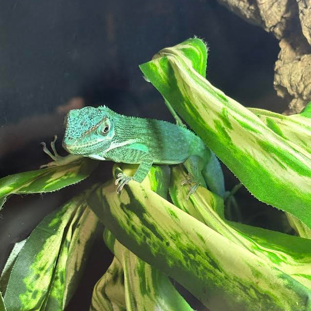 Anolis equestris (Blue Beauty Anole) HIGH BLUE PAIR
