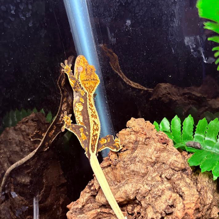 Correlophus ciliatus (Crested Gecko) Full Pinstripe