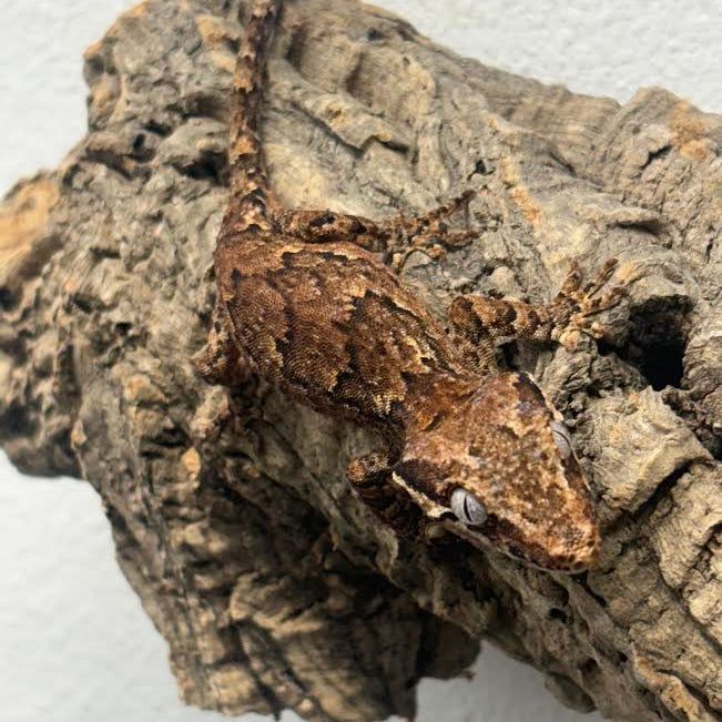[Vancouver Pick-up] Rhacodactylus auriculatus (Gargoyle Gecko) Normal Reticulated