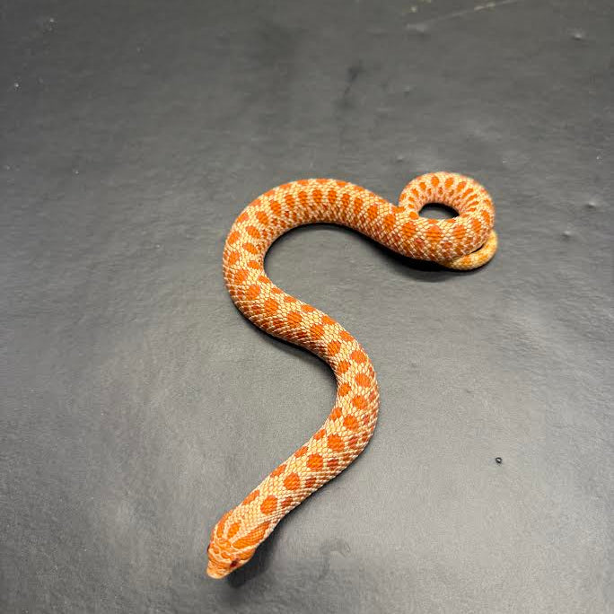 Heterodon nasicus (Hognose Snake) Extreme Red Albino - Male