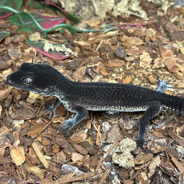 Eublepharis macularius (Leopard Gecko) Black Night - Suspect Male