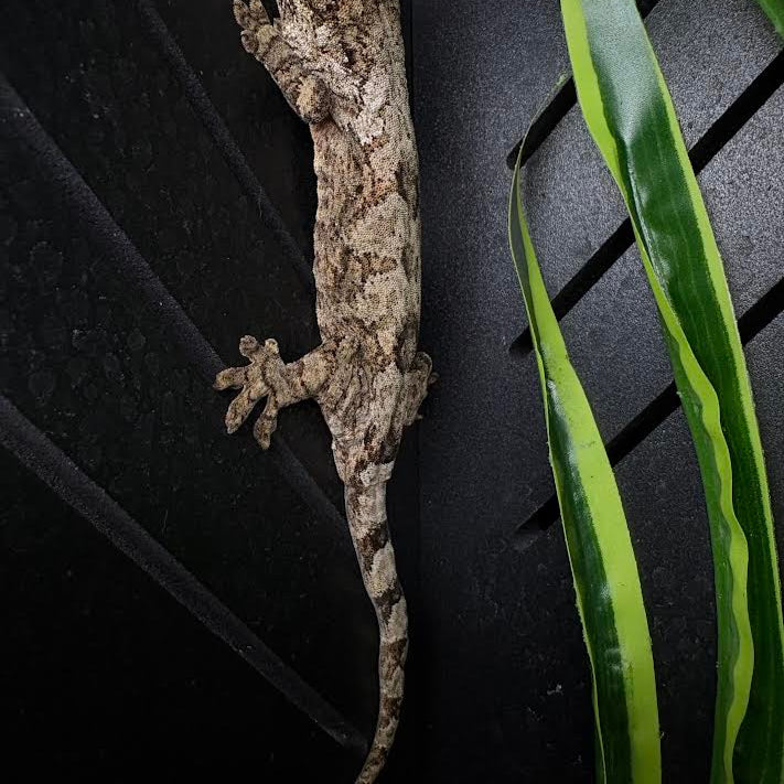 Mniarogekko chahoua (Mossy New Caledonian Gecko) Pine Isle *Kink Tail Pet Only*