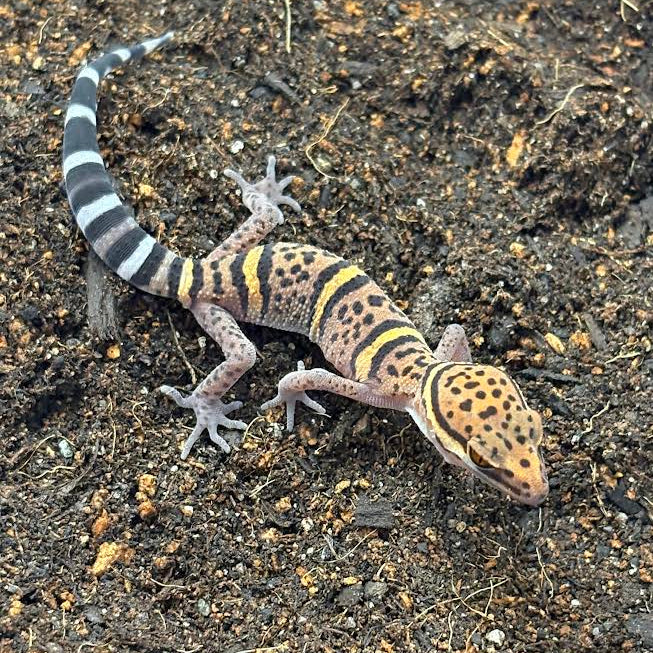 Goniurosaurus bawanglingensis (Bawangling Tiger Cave Gecko)