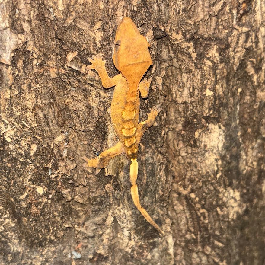 Correlophus ciliatus (Crested Gecko) Normal Juvenile