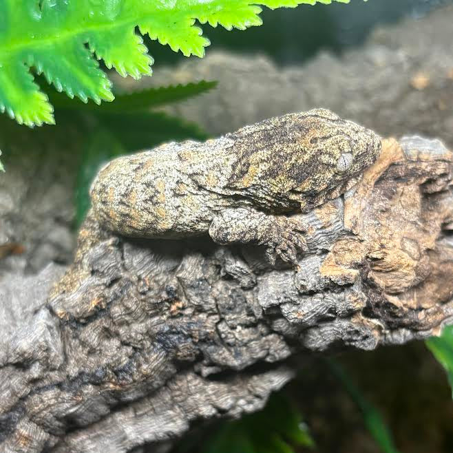 Rhacodactylus leachianus (New Caledonian Giant Gecko) GTX