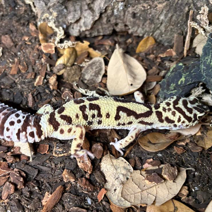 Eublepharis macularius Leopard Gecko) Female