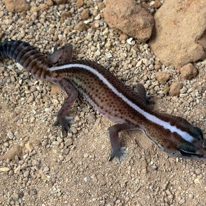 Hemitheconyx caudicinctus (Fat-tailed Gecko) PATTERNLESS STRIPE
