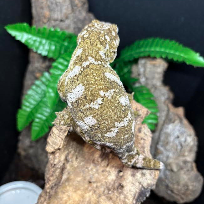 Rhacodactylus leachianus (New Caledonian Giant Gecko) Grande Terre FEMALE