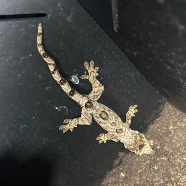 Mniarogekko chahoua (Mossy New Caledonian Gecko) Pine Isle *Kink Tail Pet Only*