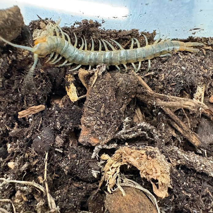 Scolopendra viridis (Arizona Green Centipede)