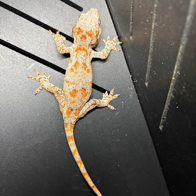 Rhacodactylus auriculatus (Gargoyle Gecko) Orange Blotched