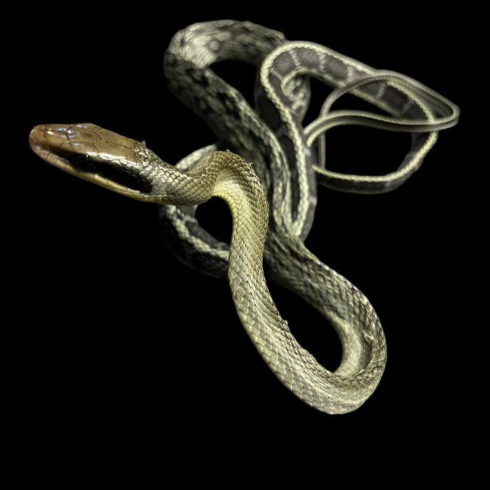 Elaphe taeniura callicyanous (Vietnamese Blue Beauty Rat Snake) Male