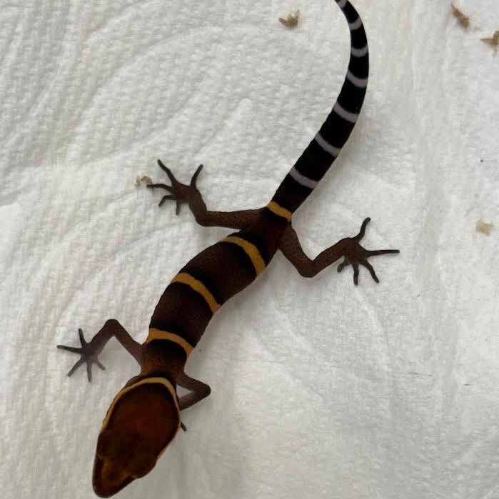 Goniurosaurus bawanglingensis (Bawangling Tiger Cave Gecko)
