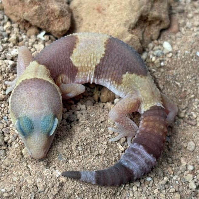 Hemitheconyx caudicinctus (Fat-tailed Gecko) AMELANISTIC ASSORTED