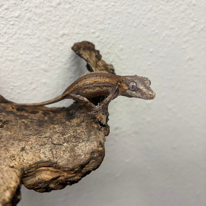 Rhacodactylus auriculatus (Gargoyle Gecko) Normal Stripe
