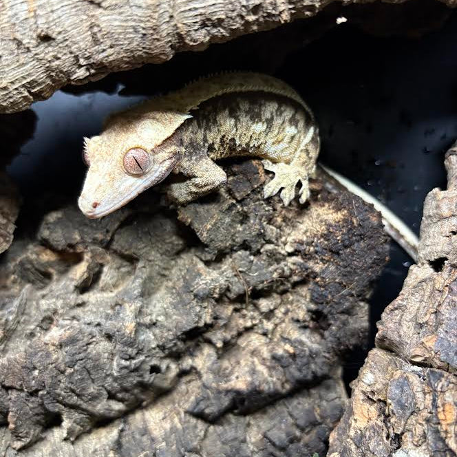 Correlophus ciliatus (Crested Gecko) Female