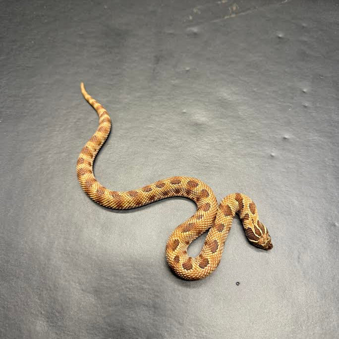 Heterodon nasicus (Hognose Snake) Extreme Red Anaconda Het. Albino