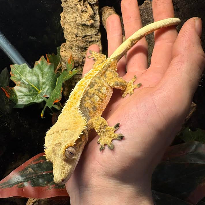 Correlophus ciliatus (Crested Gecko) Extreme Harlequin Tricolor Female
